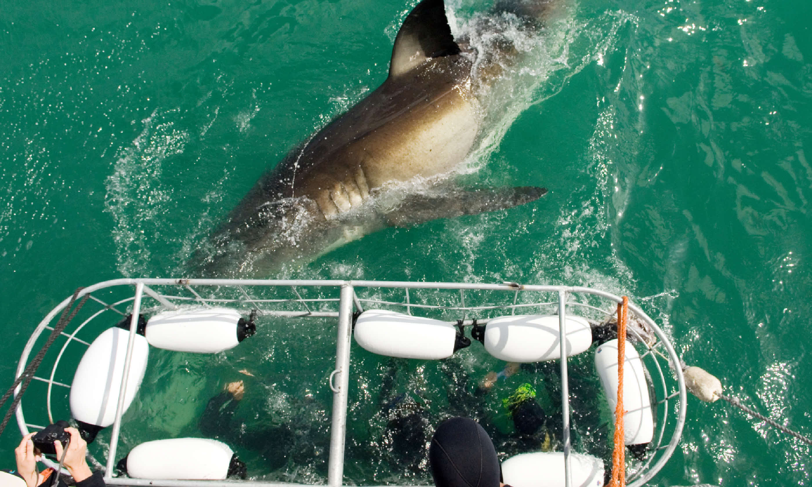 Cage divers face a Great White Shark (Shutterstock)
