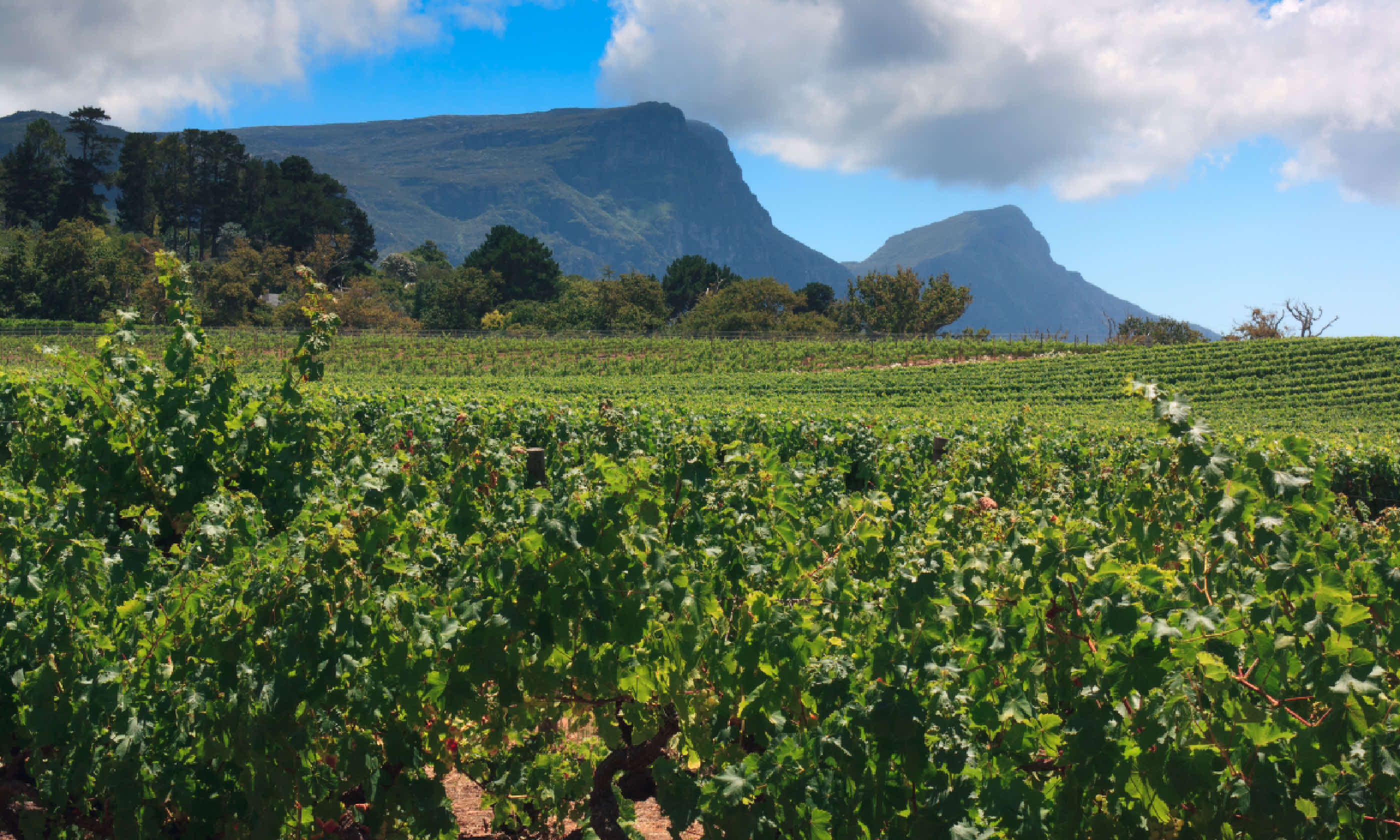 Vineyards of Groot Constantia (Shutterstock)