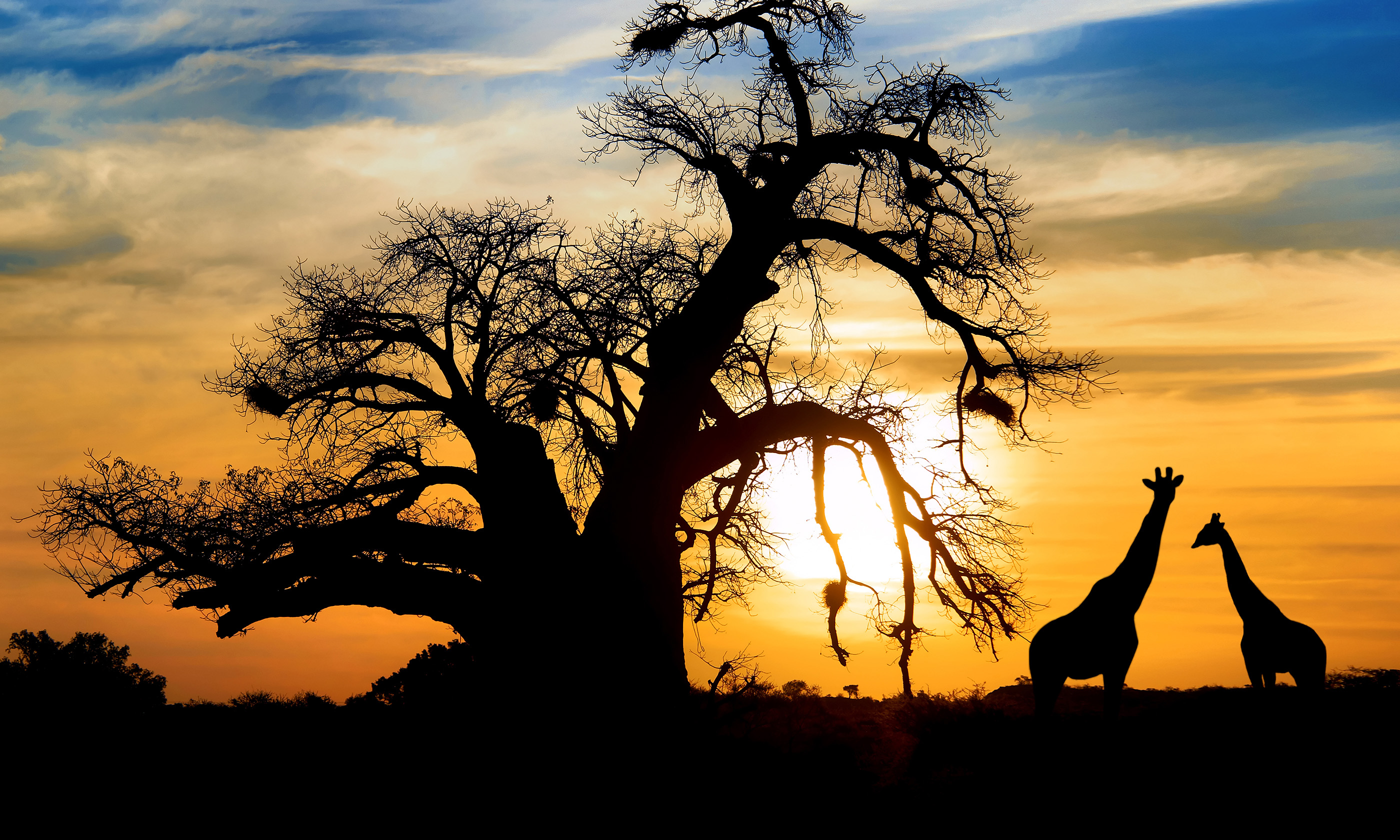 Giraffes at sunset. (Shutterstock: see credit below)