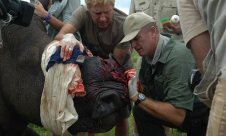 Dr William Fowlds tends a wounded rhino