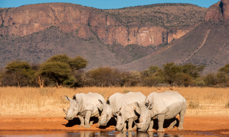 Thanks to conservation efforts in the Marataba Reserve, the area's white rhinos are flourishing (Pete Oxford and Reneé Bish)