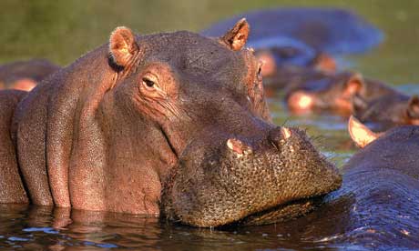 See wild game, including hippos on a horseback safari (South Africa Tourism)