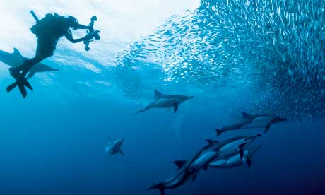 The great sardine run (South Africa Tourism)