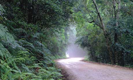 Get lost in the woods: Knysna forests (South Africa Tourism)