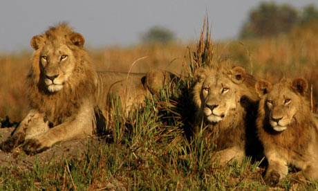 Lions basking in Kruger National Park (Photo: Wilderness Safaris)