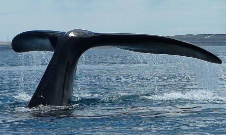 A southern right whale off the coast of South Africa (Edith Schreurs)