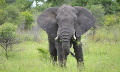 In the way of a charging elephant is not a safe place to be (Vaughan Leiberum)