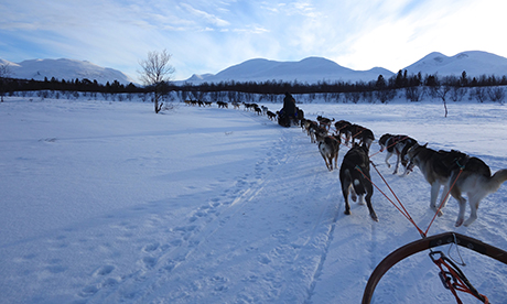 Dog Sled (Peter Moore)