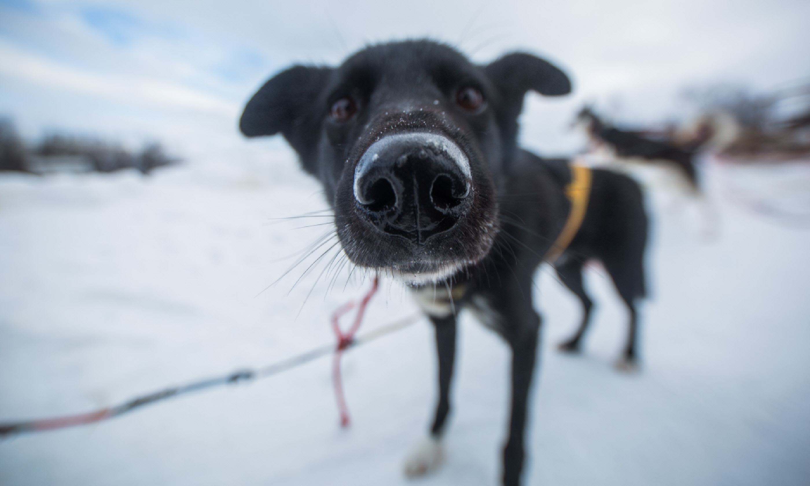 Husky sledding dog (Shutterstock)