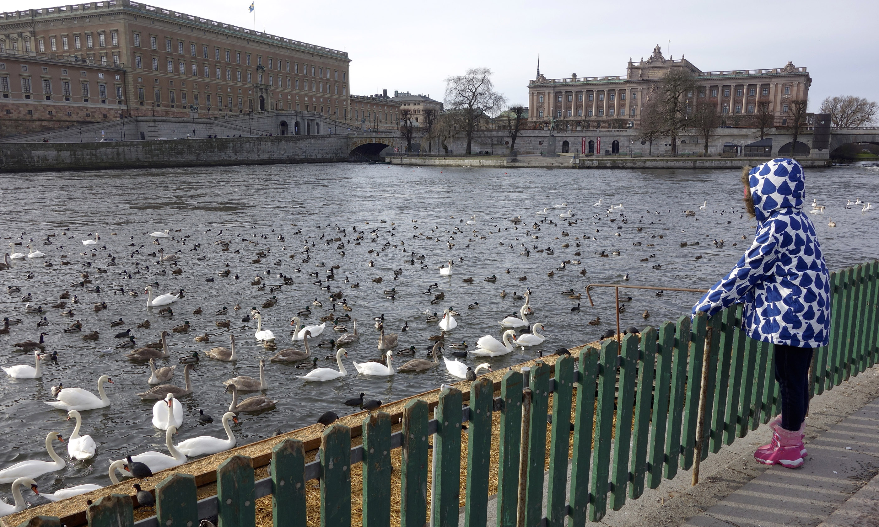 Ducks in front of the Royal Palace, Stockholm (Peter Moore)
