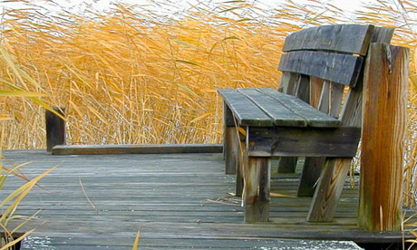 Seat in reeds (Biggles Springfeldt)