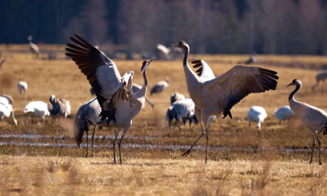 Dancing Cranes, West Sweden