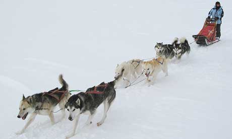 A wild yet cold journey dog sledding through Arctic Sweden (m.prinke)