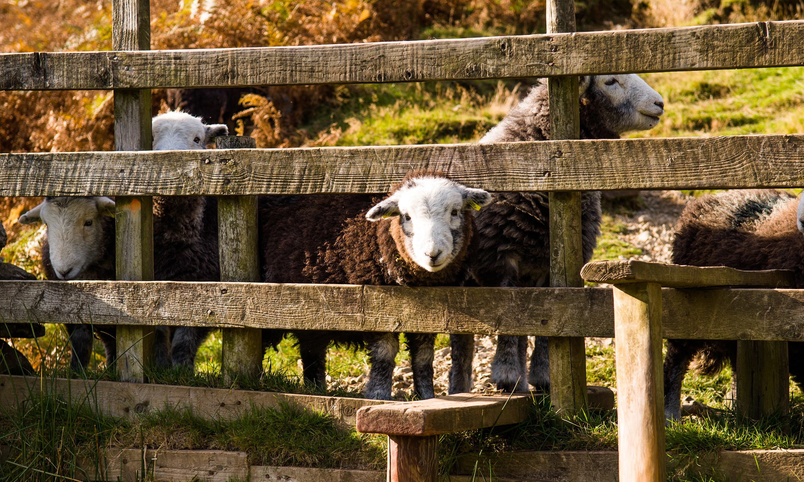 Sheep in Lake District (Shutterstock.com. See main credit below.)