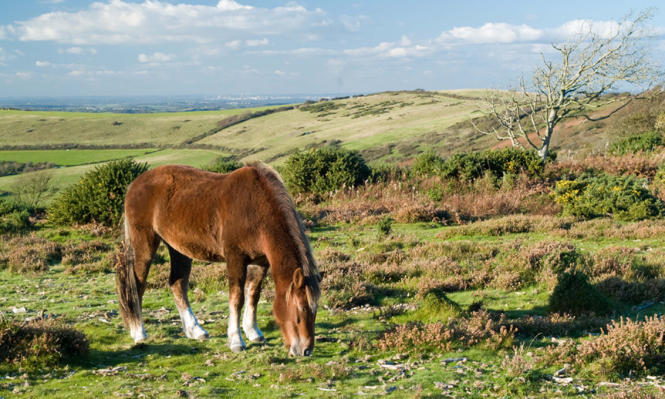 New forest pony (Shutterstock)