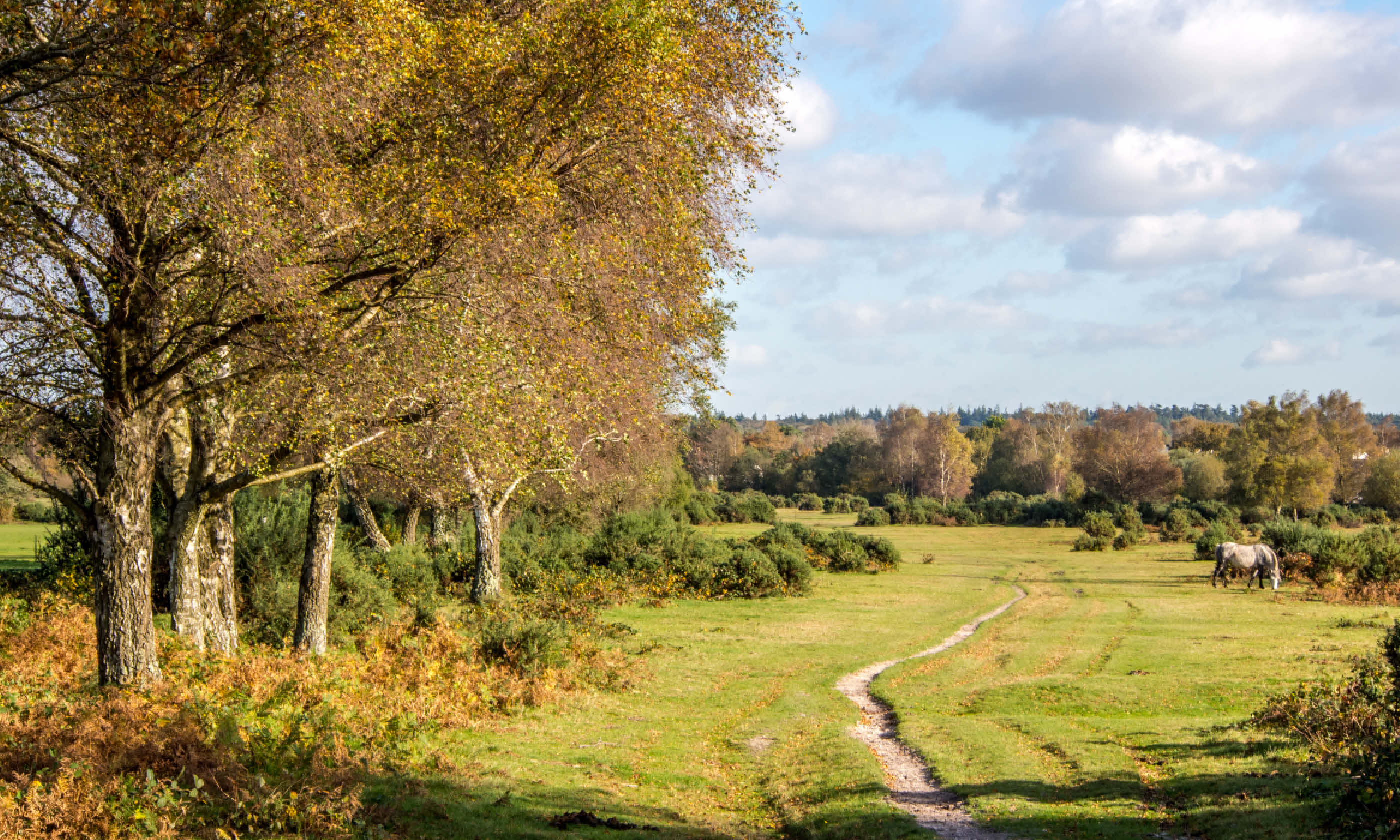 New Forest (Shutterstock)