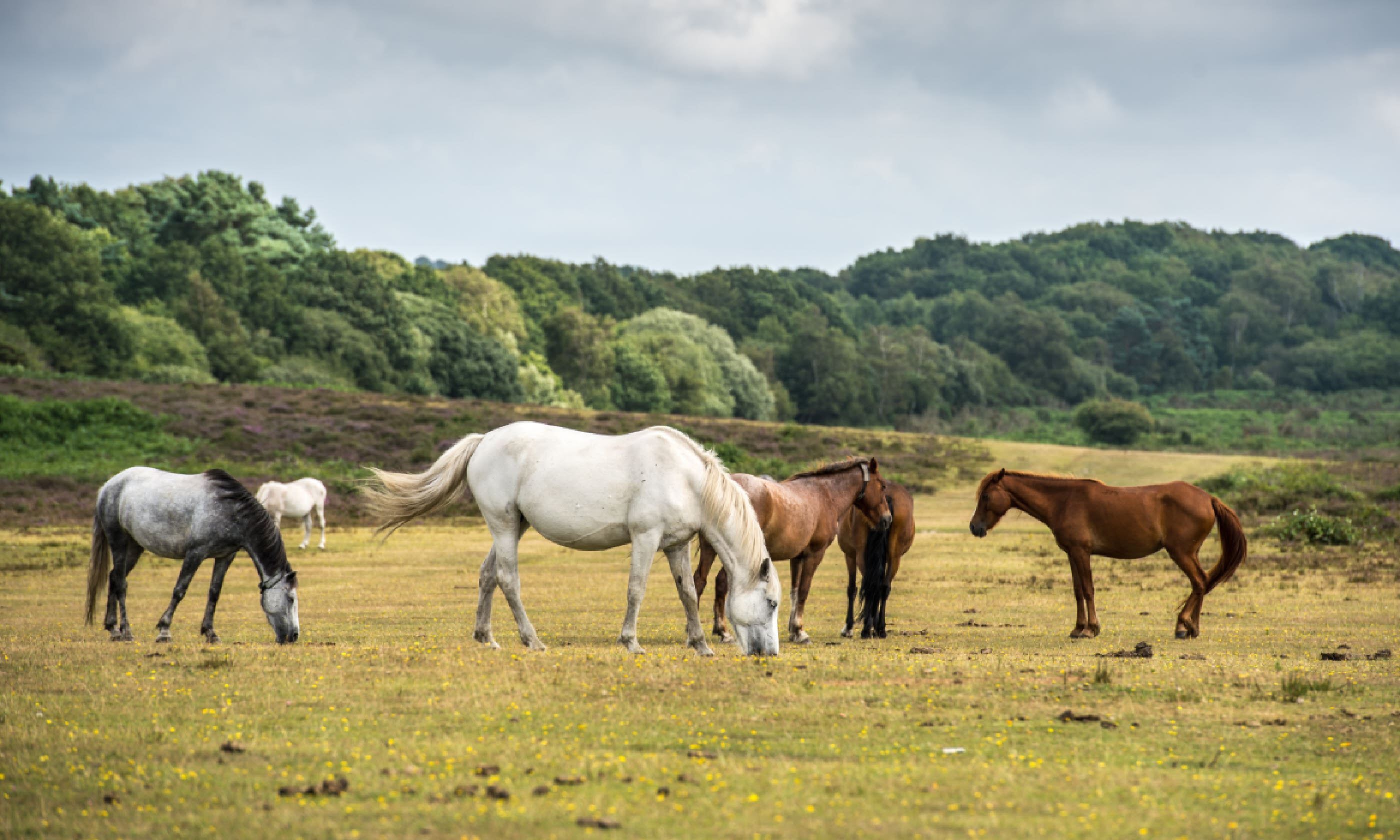 Ponies in New Forest (Shutterstock)