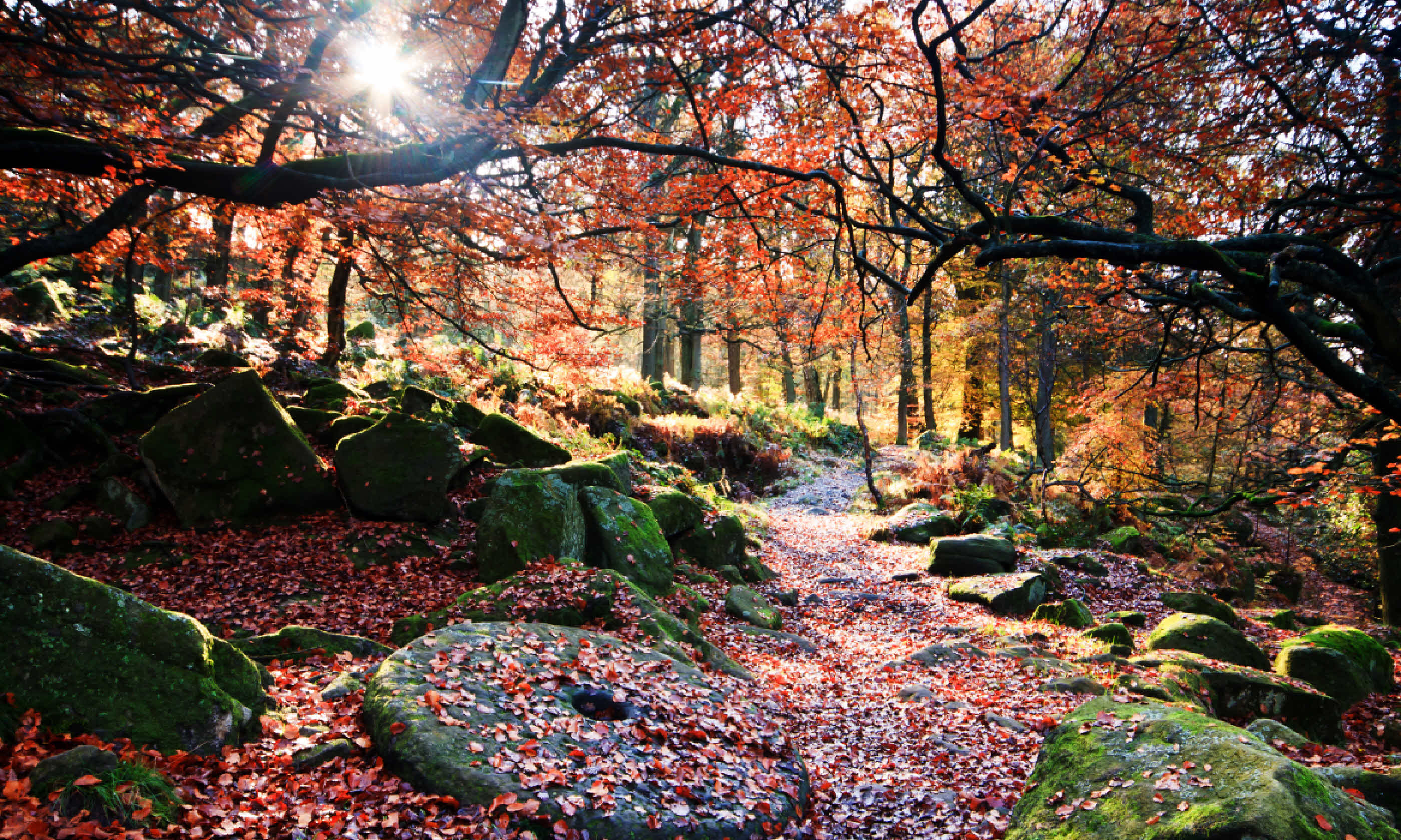 Padley Gorge (Shutterstock)