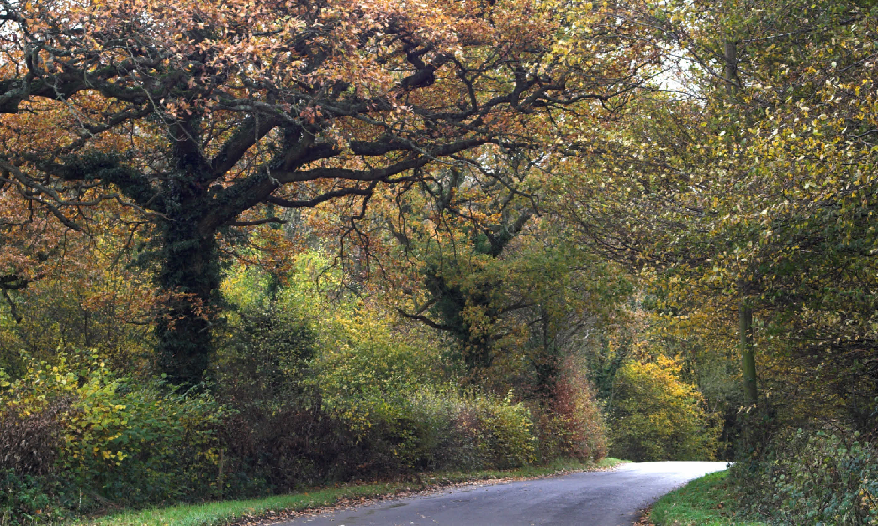 Autumn coloured oak trees in East Sussex (Shutterstock)