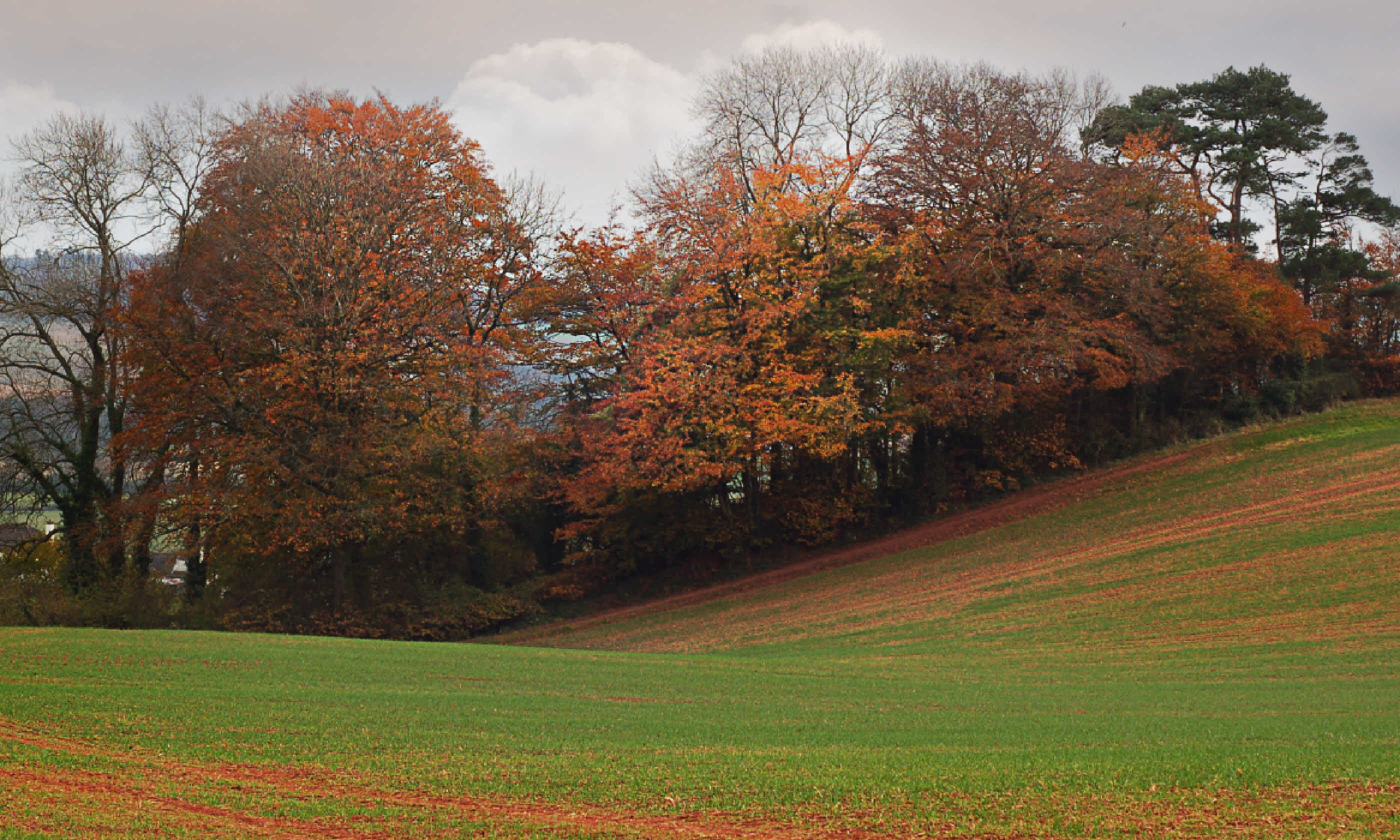 Autumn landscape in Somerset (Shutterstock)