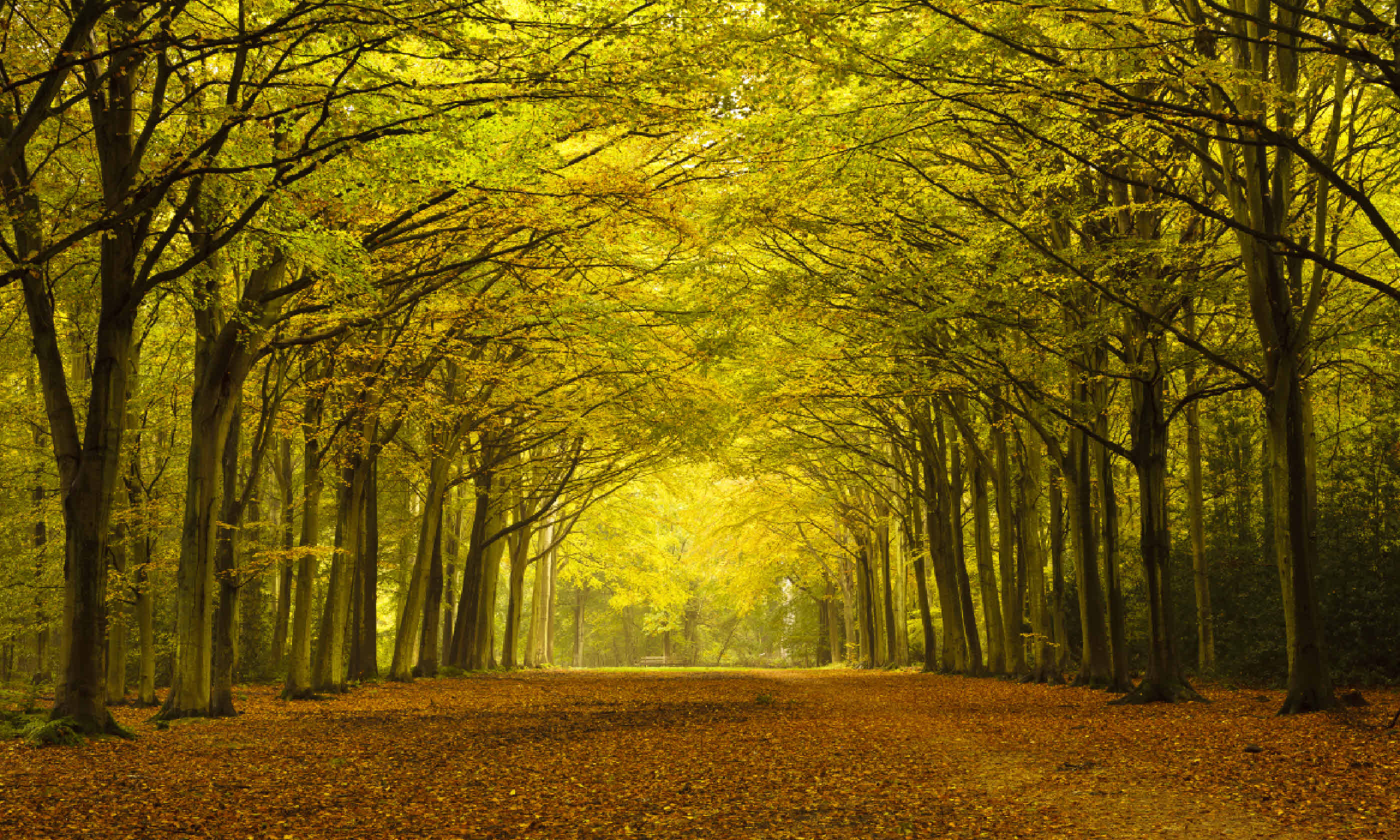 Autumn forest in Norfolk (Shutterstock)