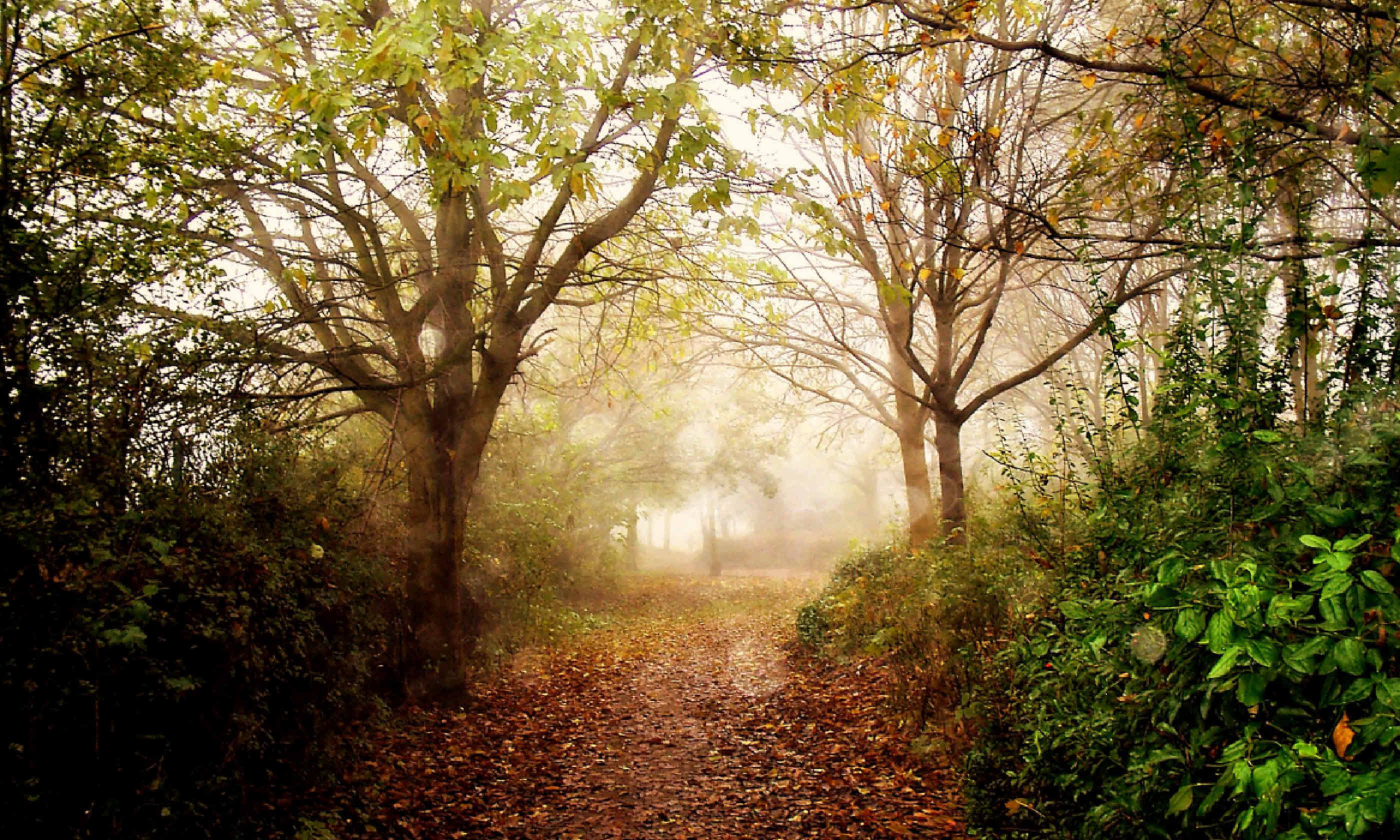 Autumn colours in Cheshire (Flickr C/C: Ronald Saunders)