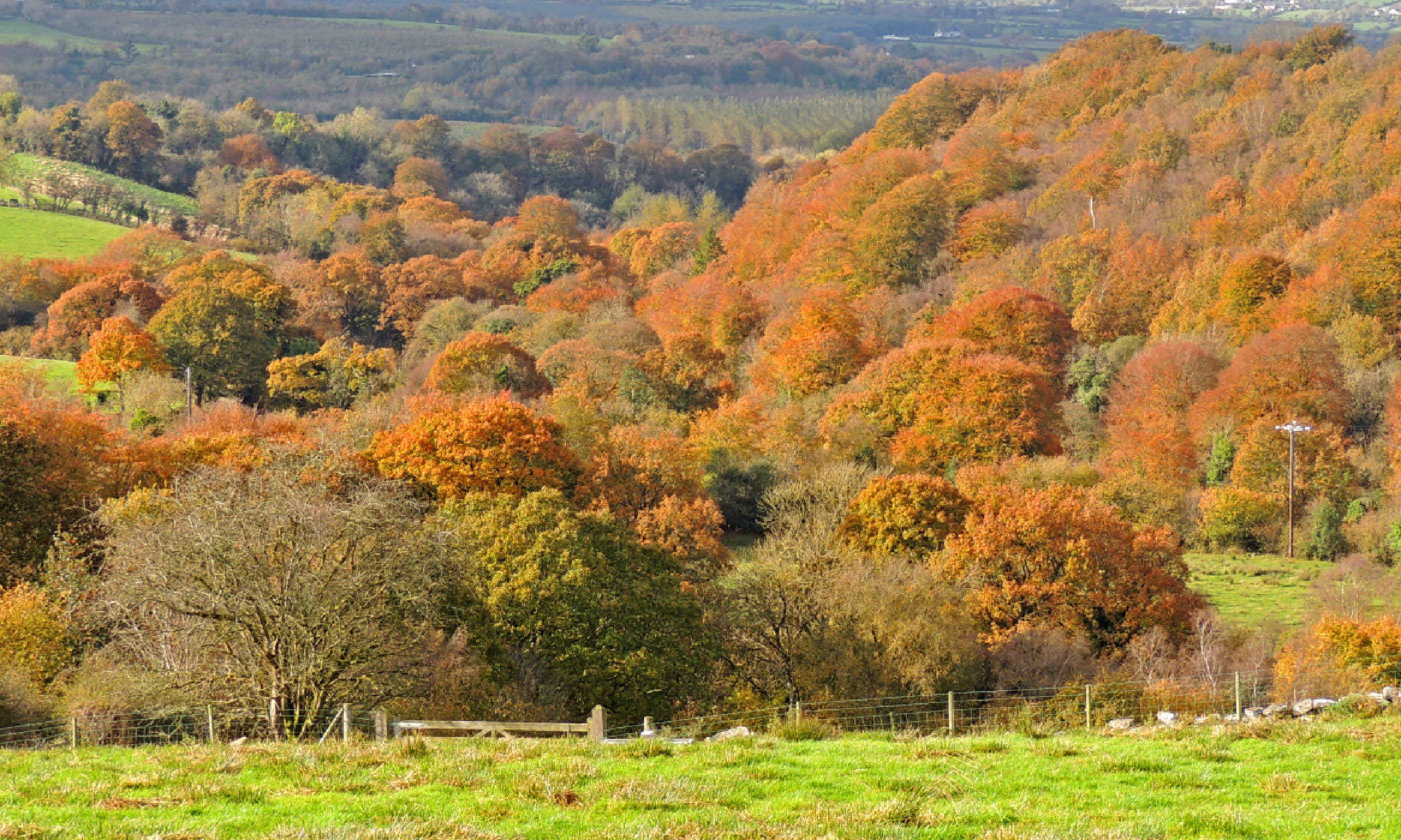 Autumn at Ervey Wood, Derry (Flickr C/C: Eskling)