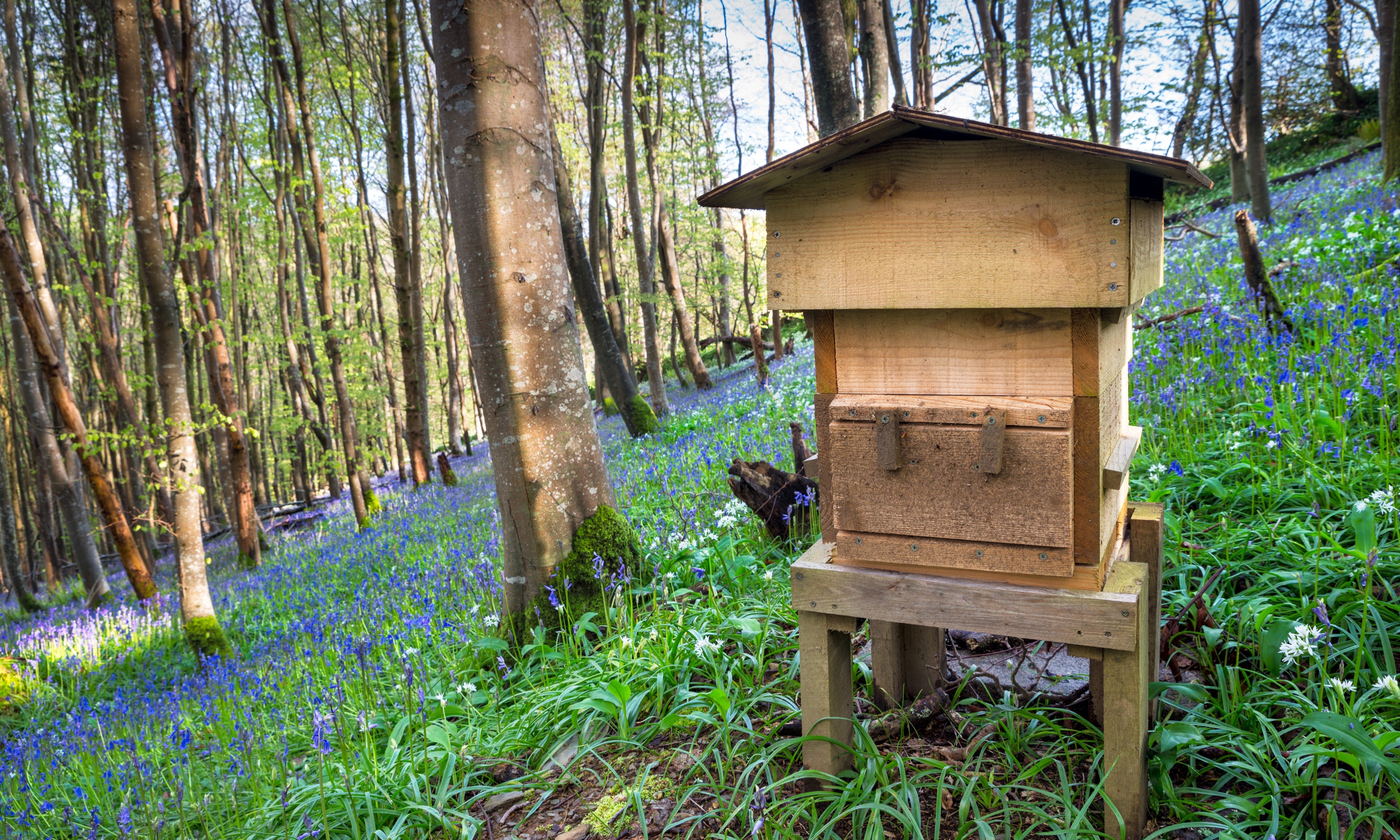 Beehive in Cornwall (Shutterstock.com)