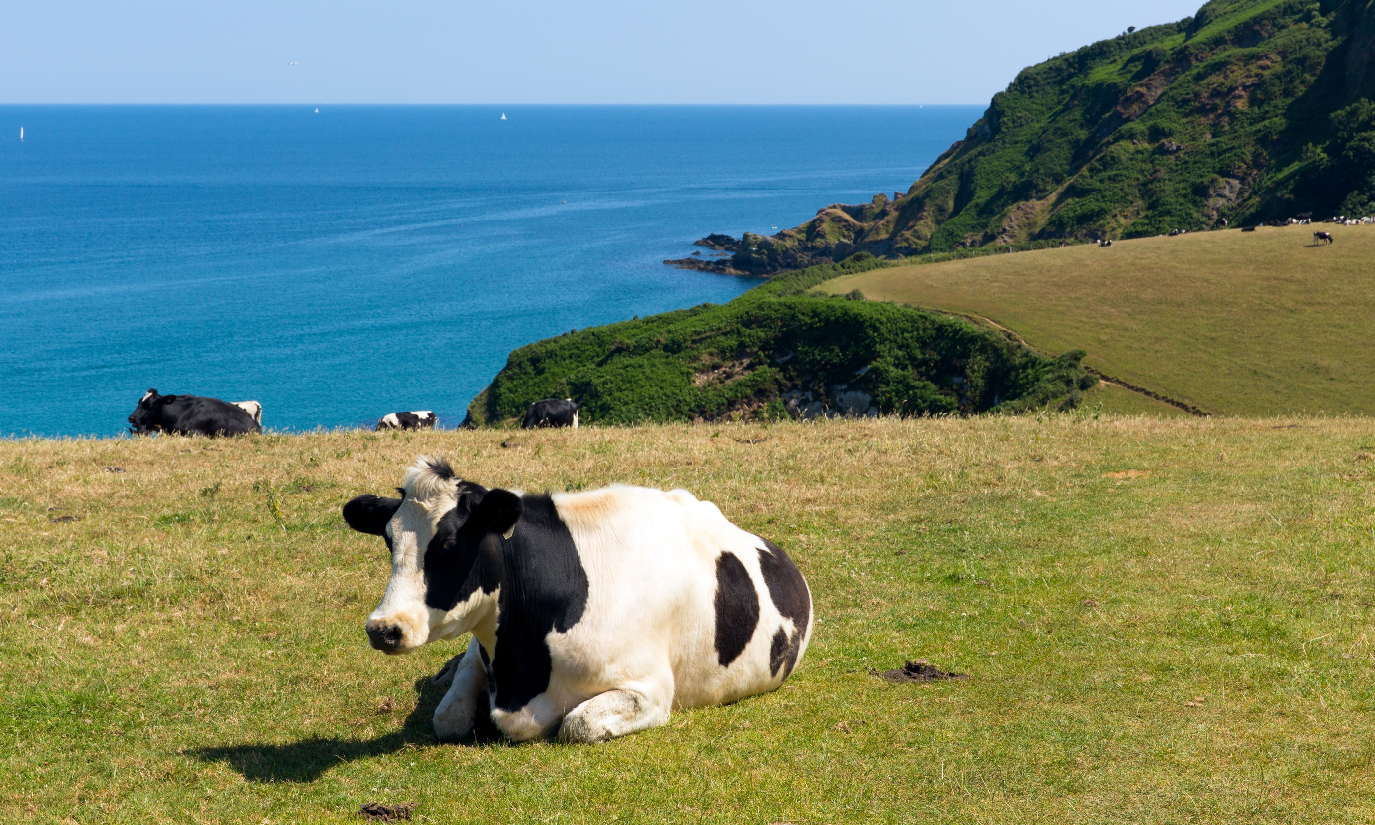 Cows in Cornwall (Shutterstock.com)