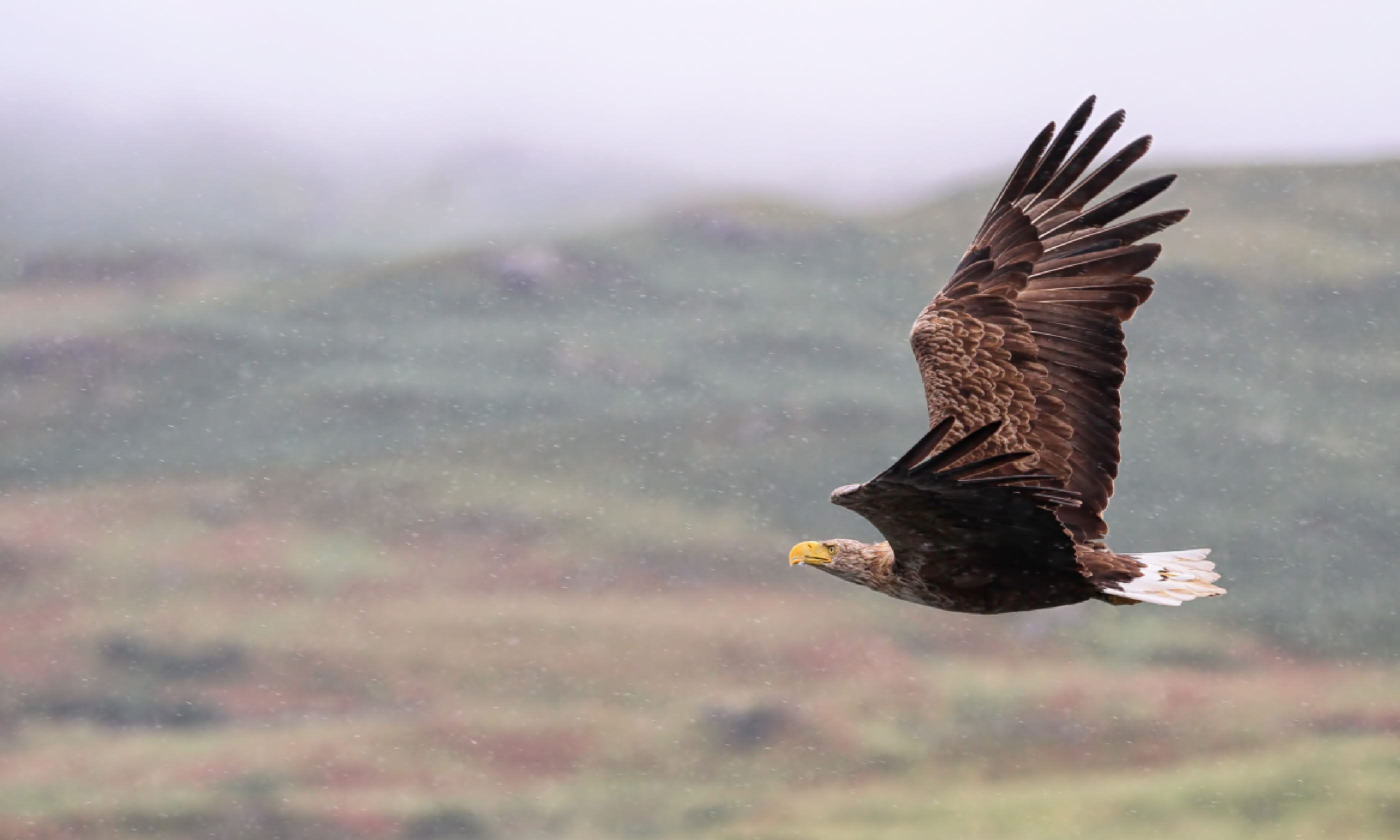 White-tailed Sea Eagle (Shutterstock)