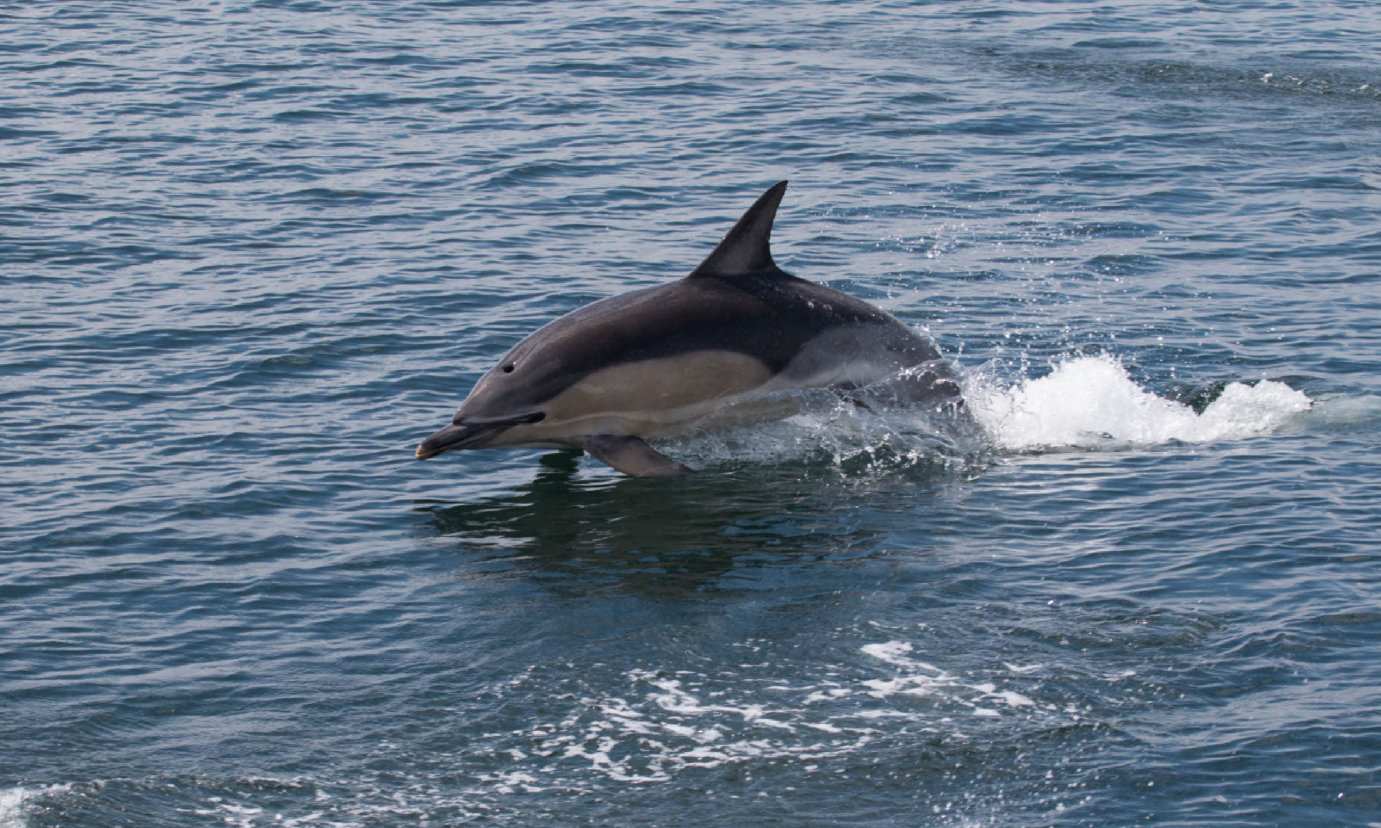 Dolphin in Scotland (Flickr Creative Commons: James West)