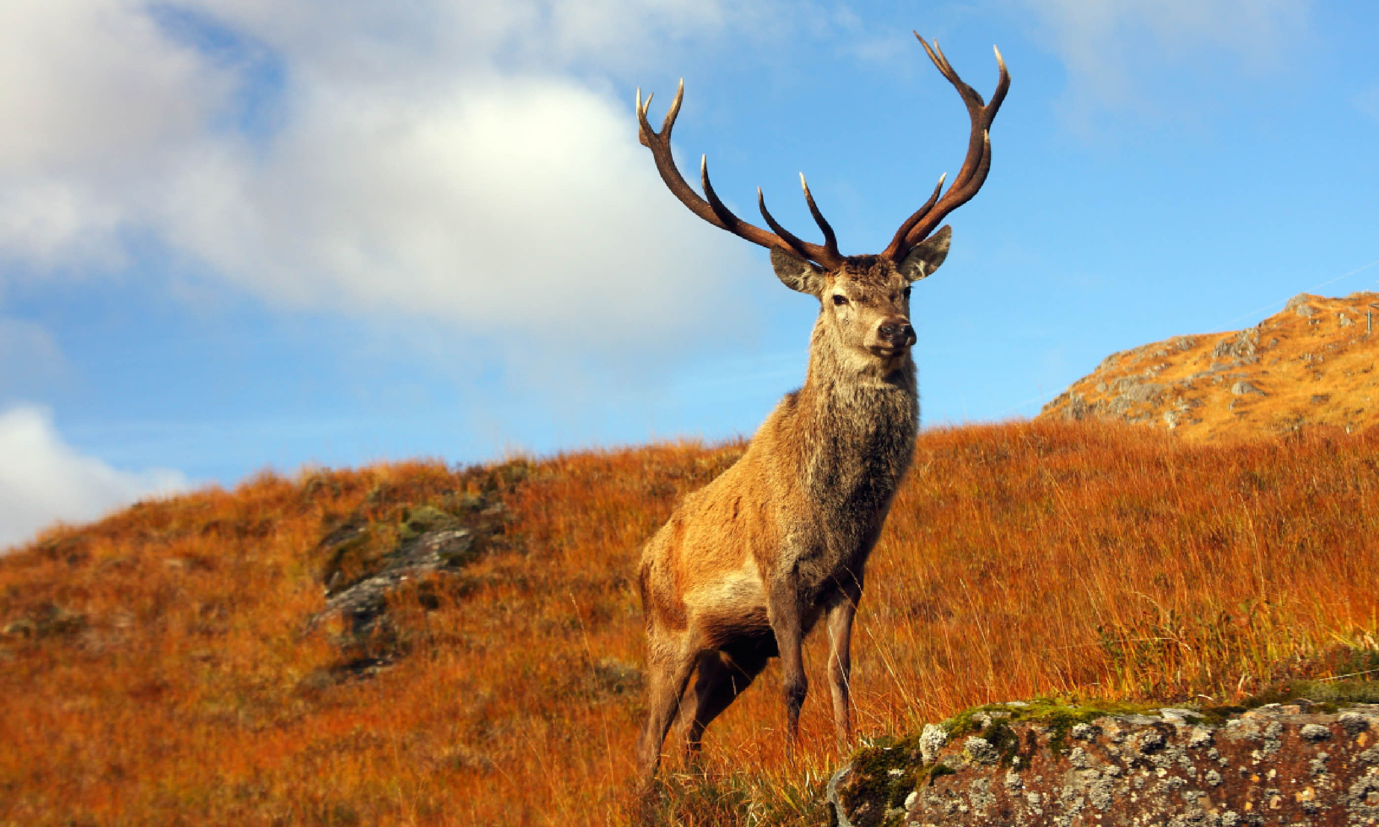 Wild stag in the Scottish Highlands (Shutterstock)