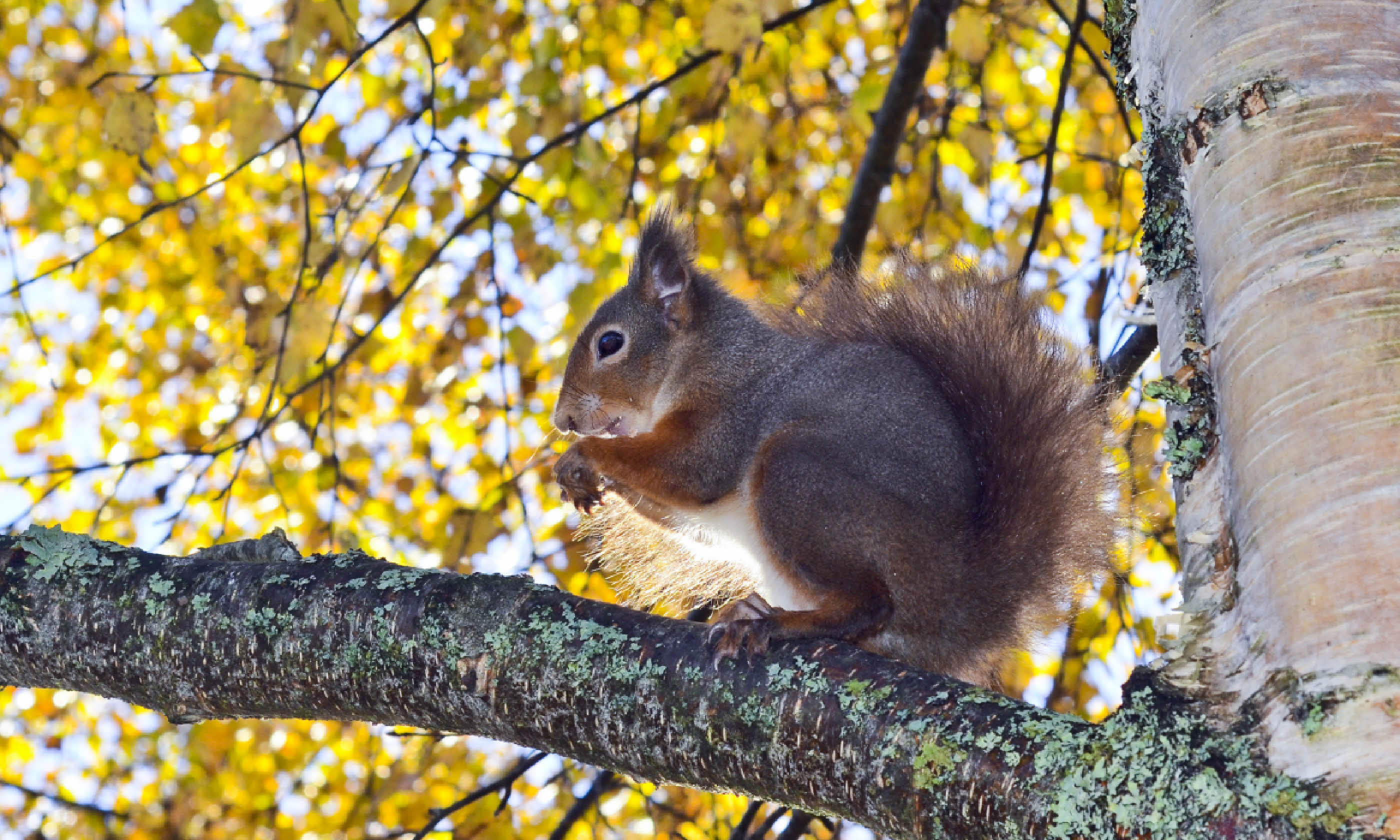 Red squirrel in Rothiemurchus Forest (Shutterstock)