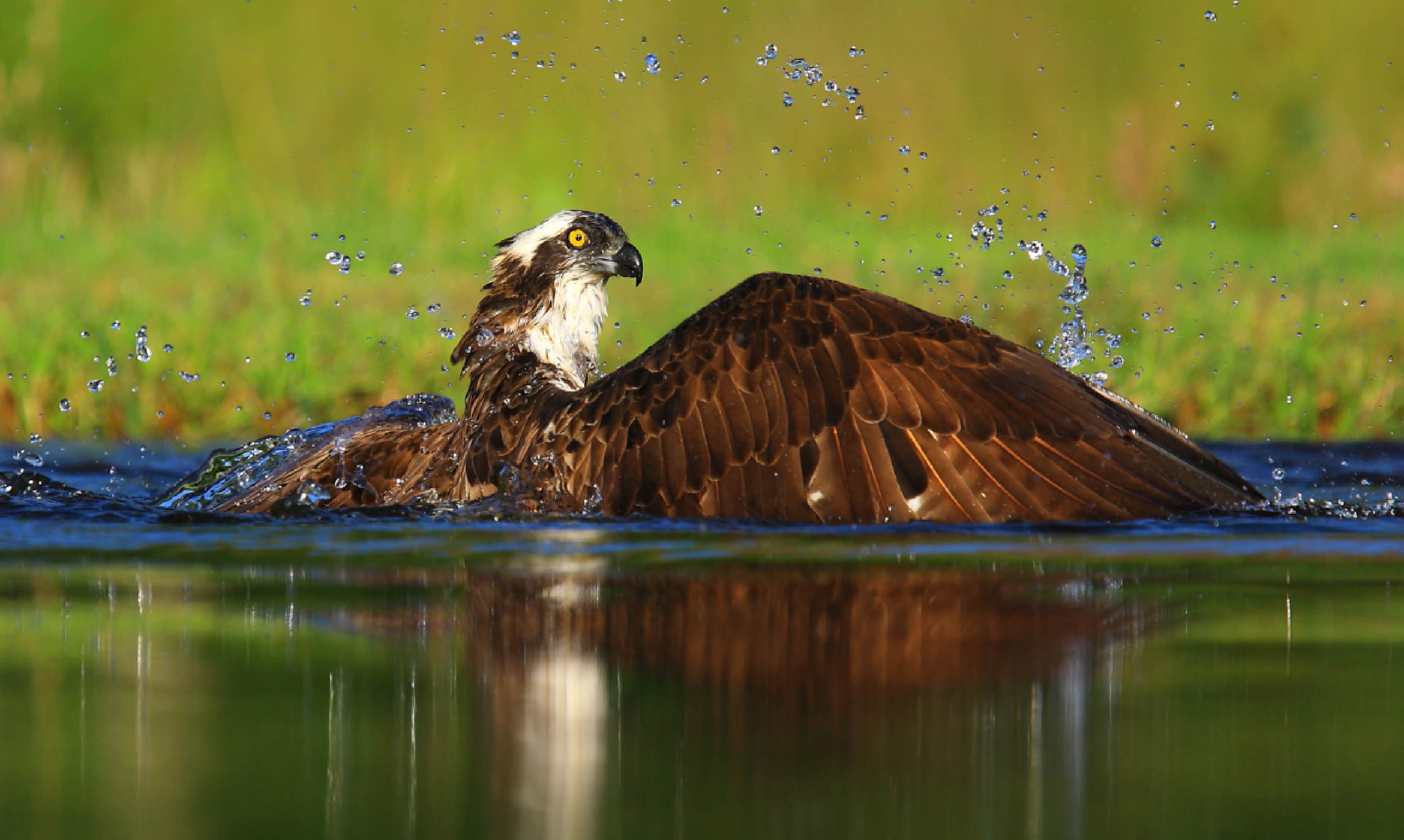 Osprey in Scotland (Shutterstock)