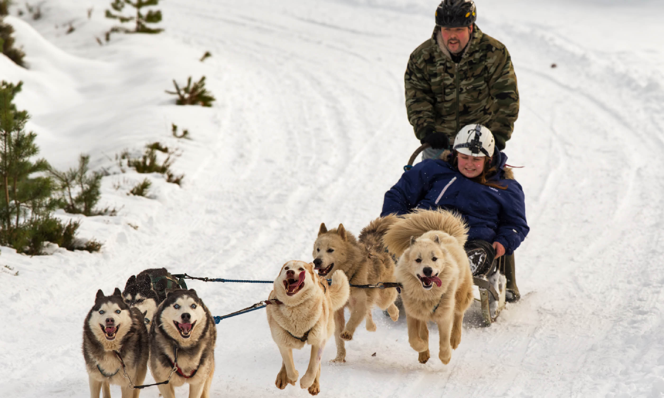 Huskies in the Cairngorms (Shutterstock)