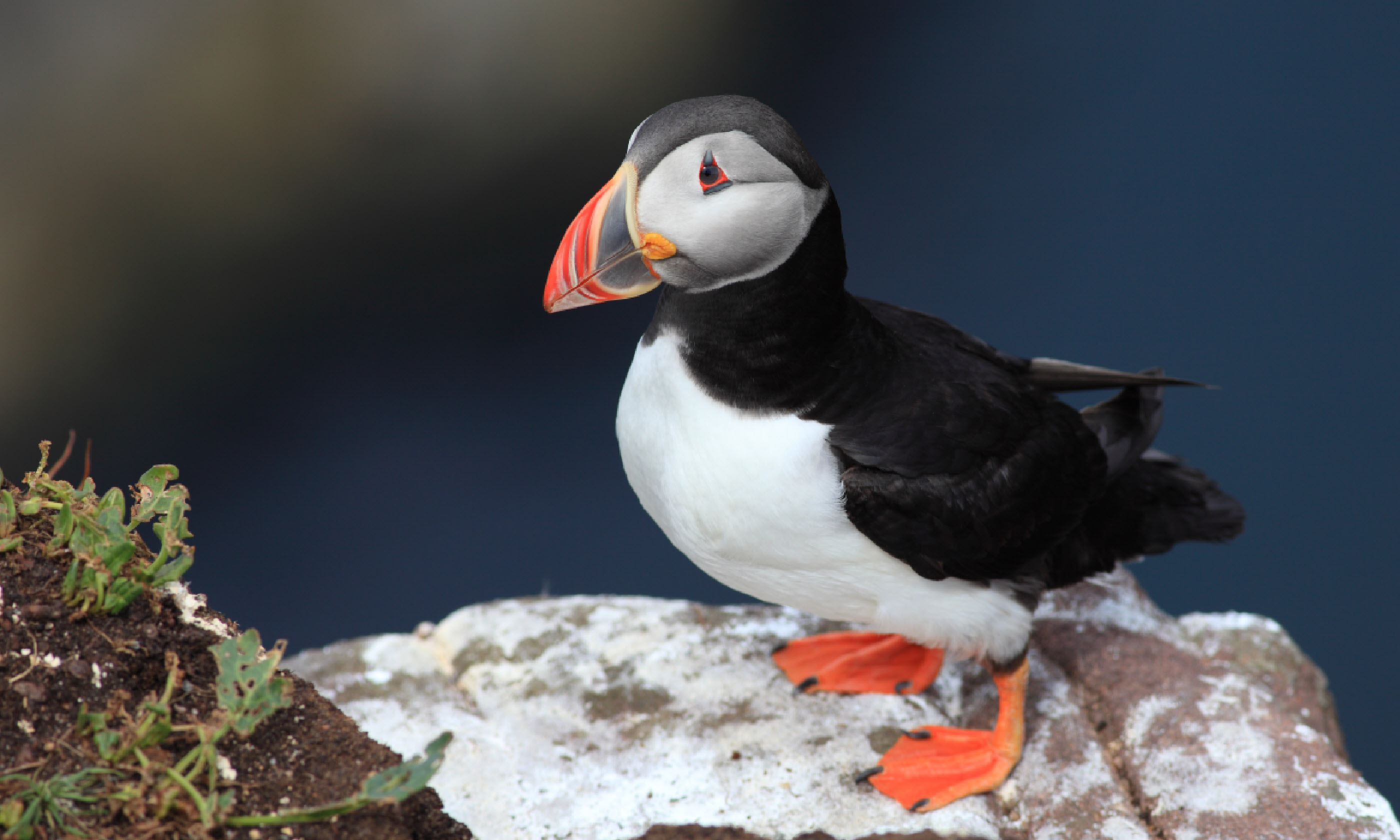 Puffin on Handa Island (Shutterstock)