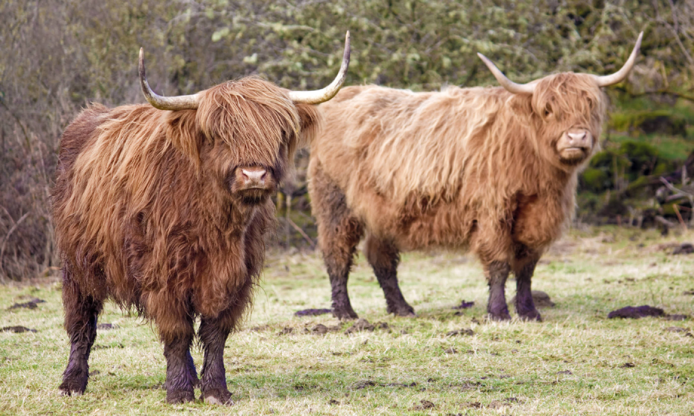 Highland cows (Shutterstock: see credit below)