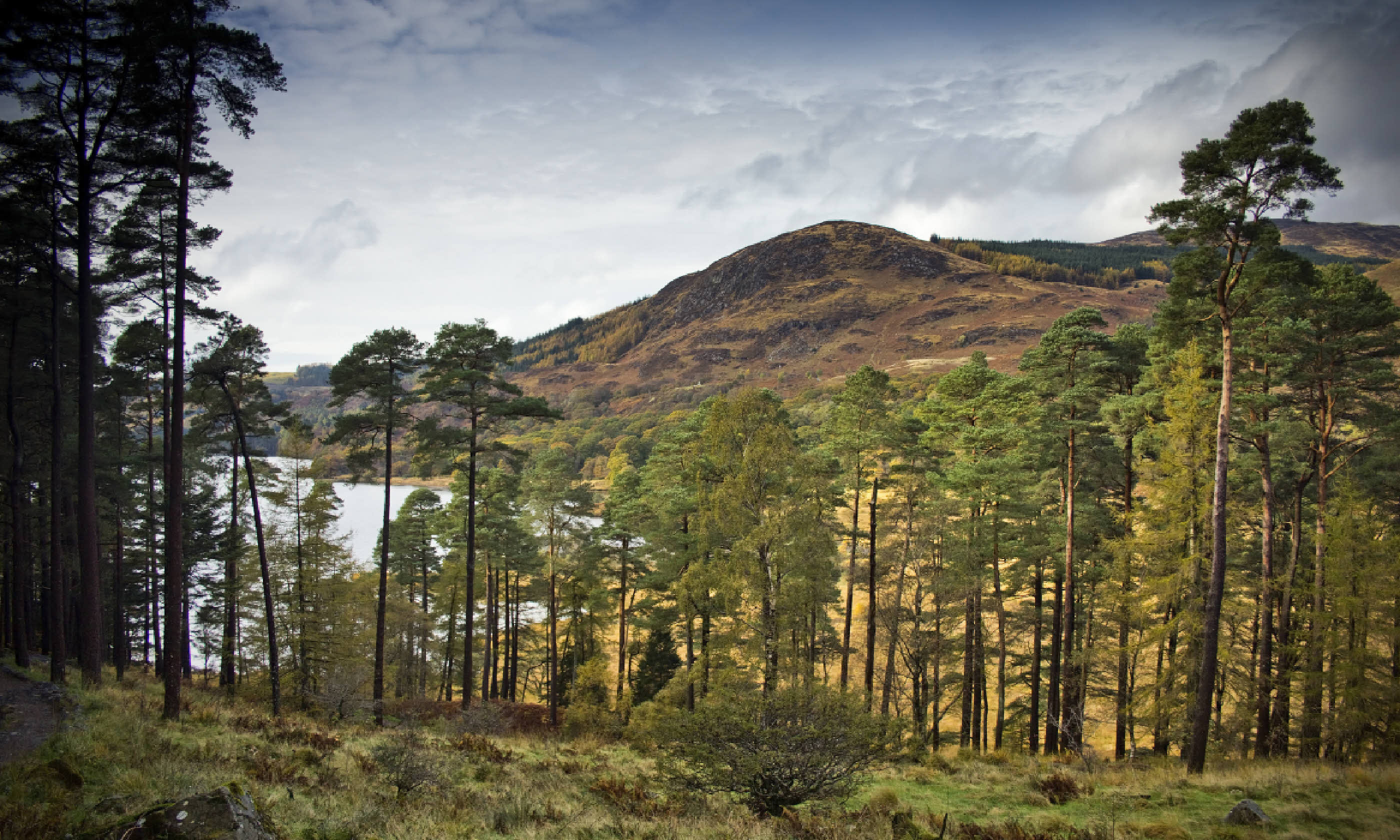 Scots Pines in Galloway Forest Park (Shutterstock)
