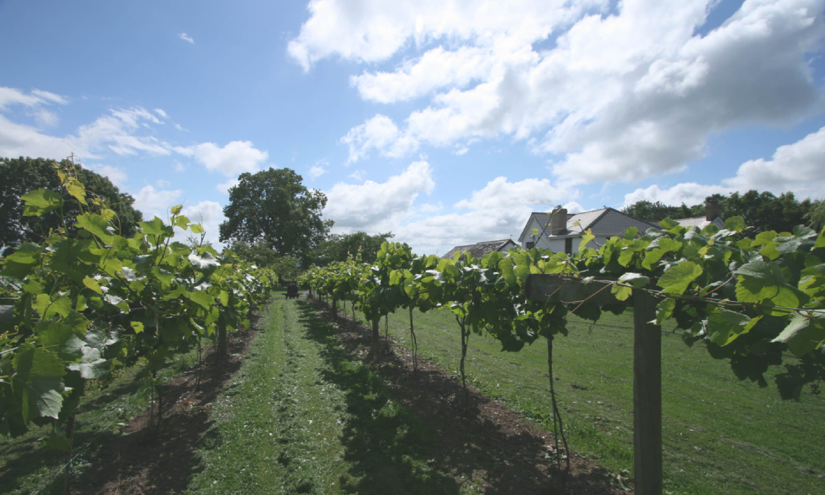 Jabajak vineyard (All images supplied by vineyards)