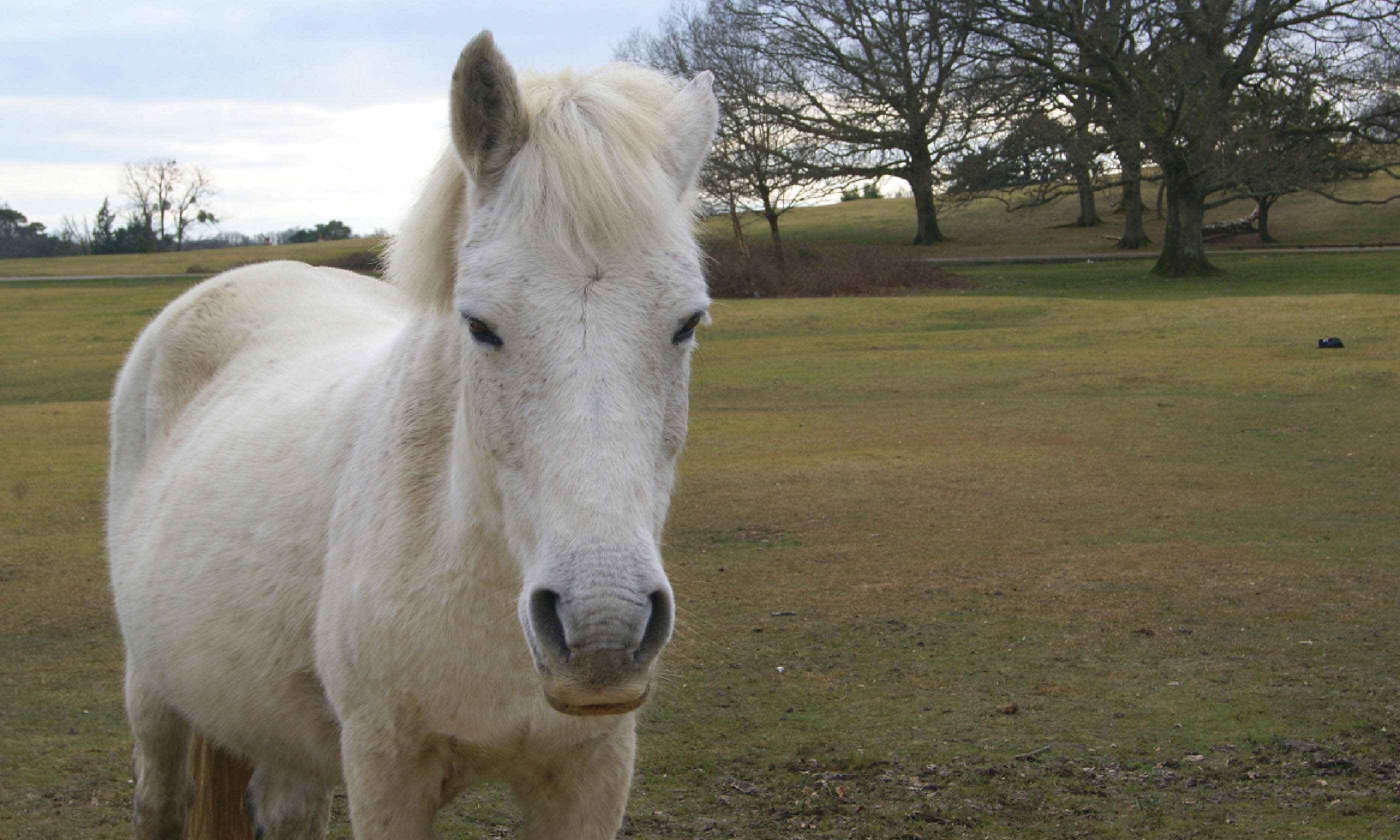 Roaming with ponies in England's New Forest National Park (Photo: Emma Higgins)
