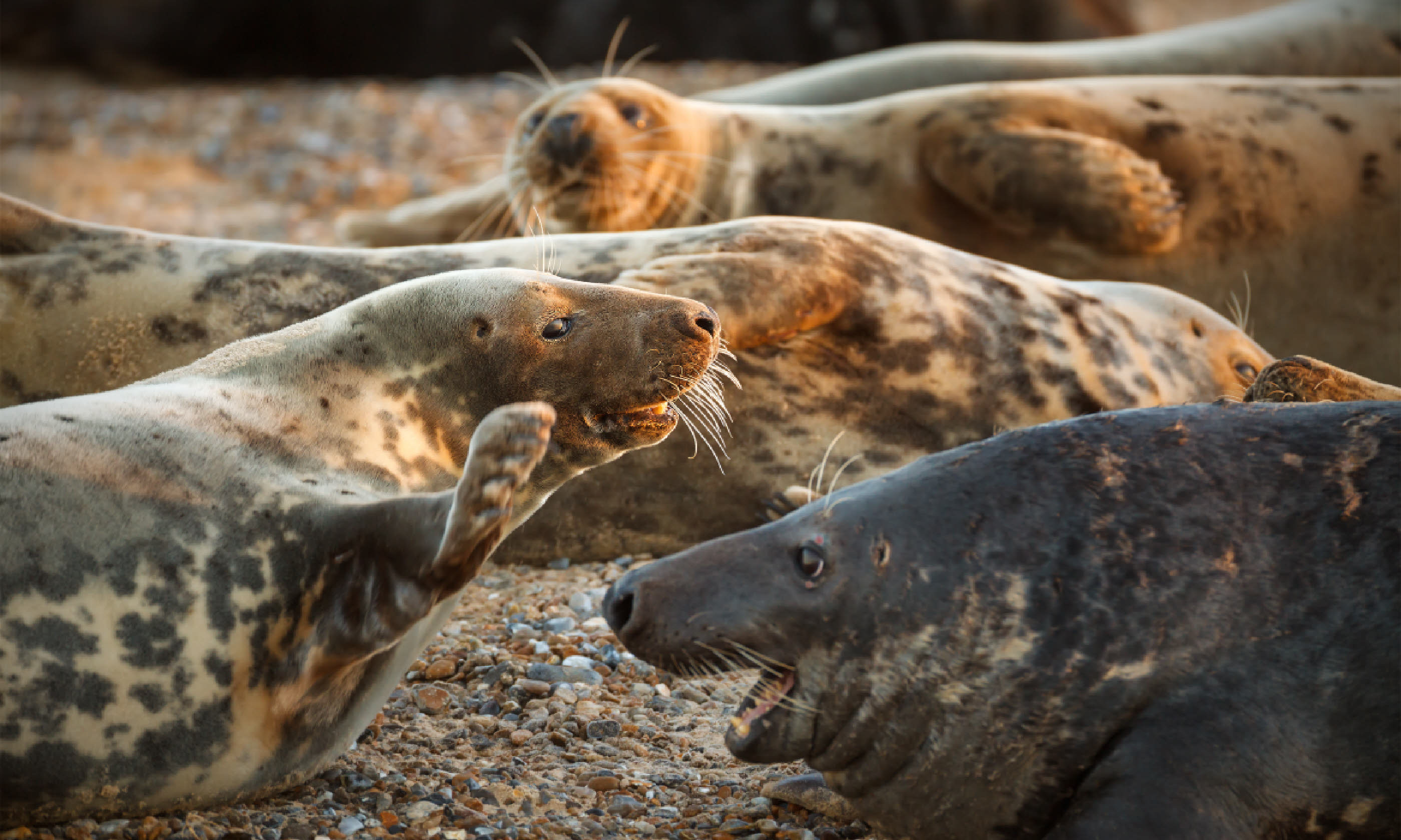 Seals at Blakeney Point (Shutterstock)
