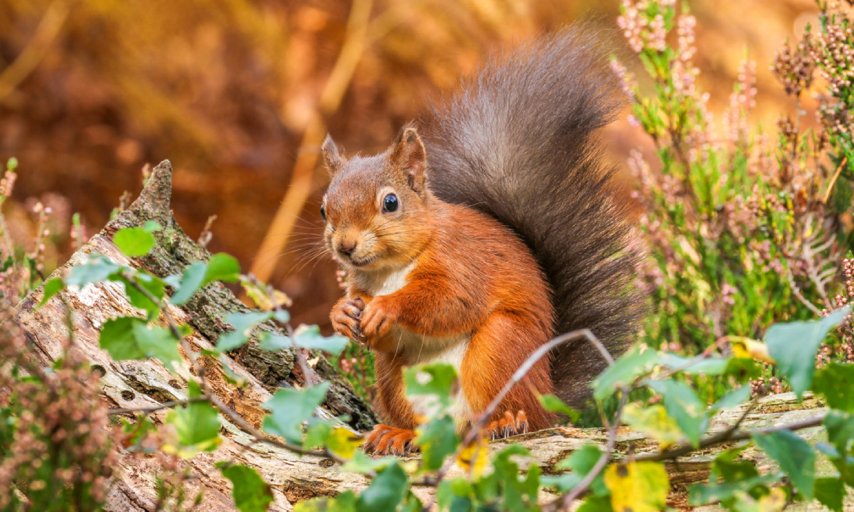 Red squirrel in Autumn (Shutterstock)