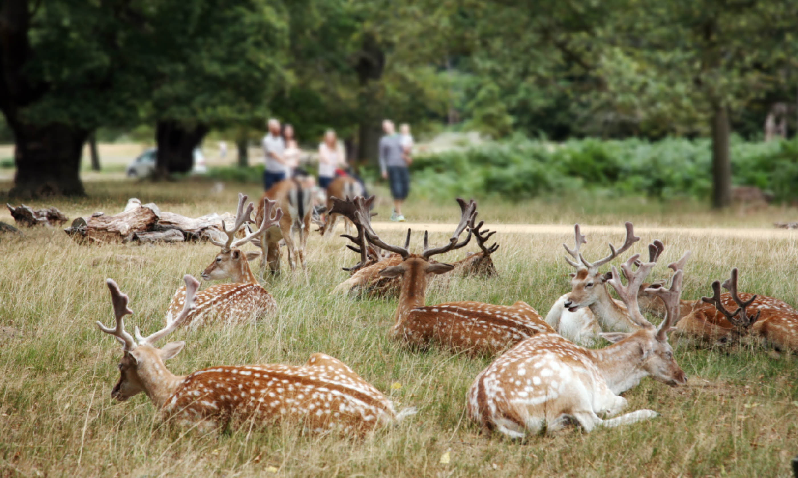 The deer of Richmond Park (Shutterstock: see credit below)