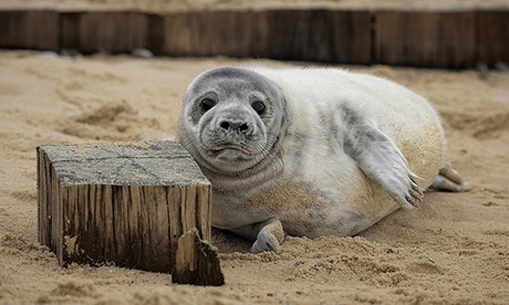 Seal on Horsey Beach (The Broads Authority)