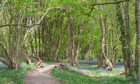 Heartwood Forest - one of the UK's best bluebell woods (Image: Woodland Trust)