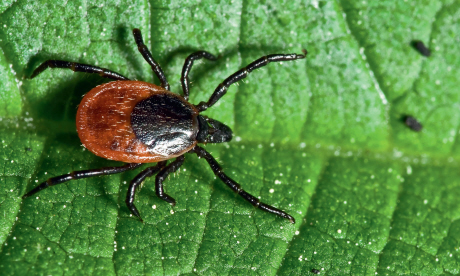 Some ticks can live for up to ten years without a meal (dreamstime)