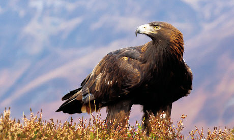Golden Eagle. Bird watching for beginners in Scotland (dreamstime)