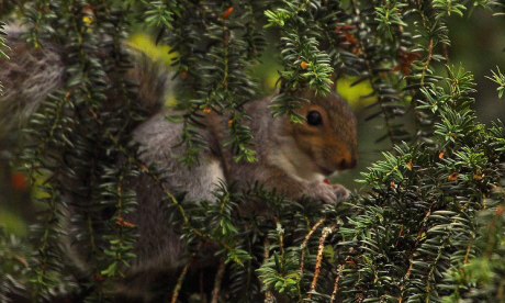 Squirrel in a tree