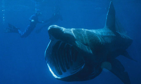 The basking shark - not one of nature's beauties, but has it's own appeal (orangemonk) 