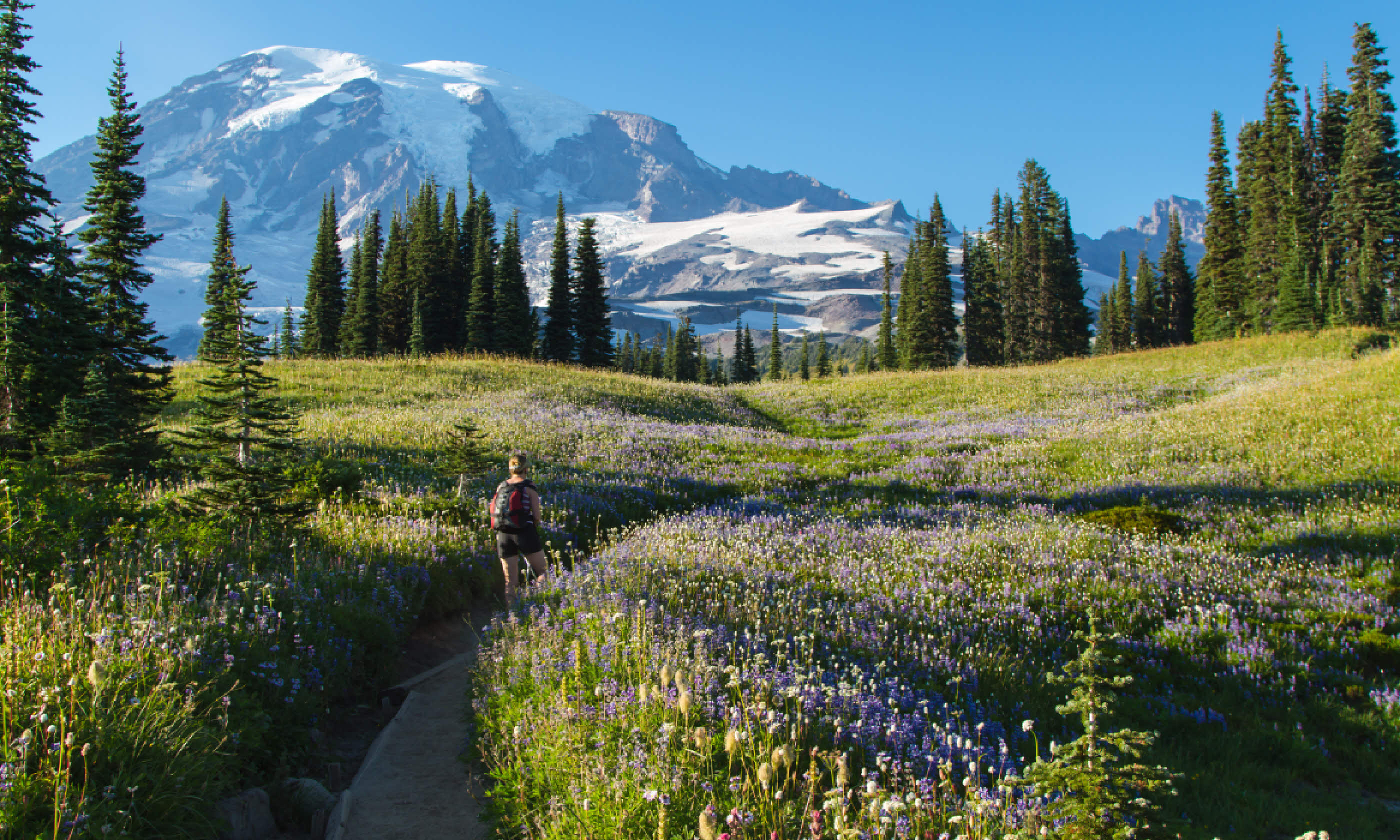 Mount Rainier National Park (Shutterstock)